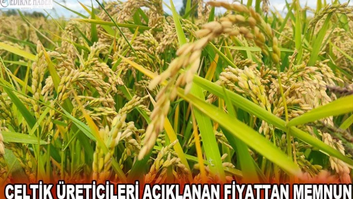 Çeltik üreticileri açıklanan fiyattan memnun