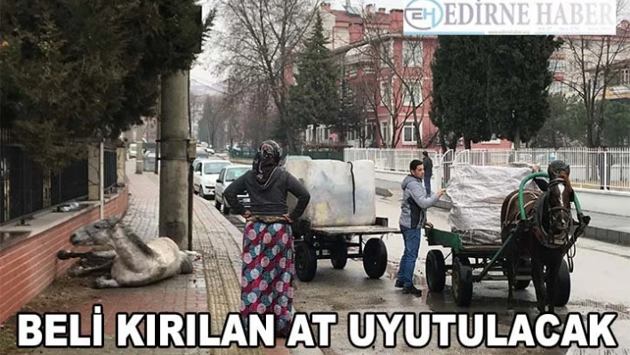 Beli kırılan at uyutulacak