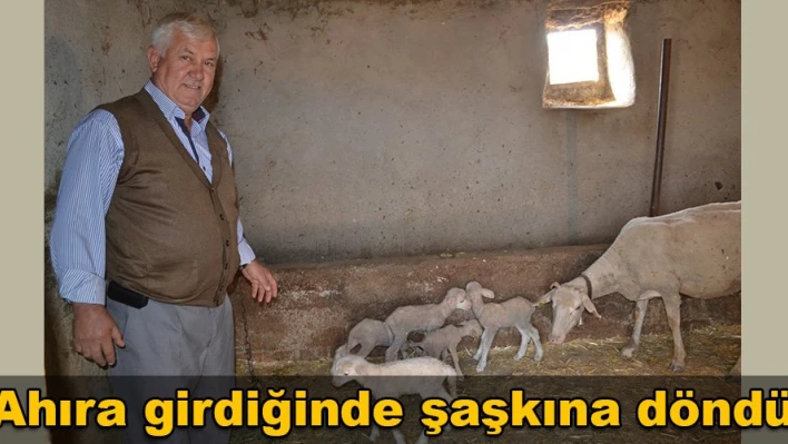 Beş tane yavruladı
