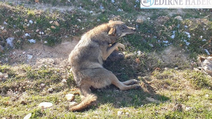 Kırklareli'nde yaralı kurt tedavi altına alındı