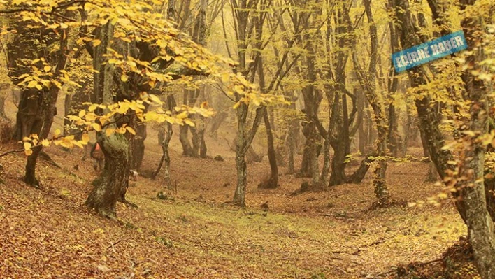 Sonbaharda Istranca Ormanları