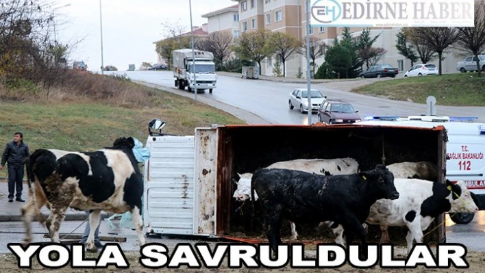 Devrilen kamyonetteki büyükbaş hayvanlar yola savruldu