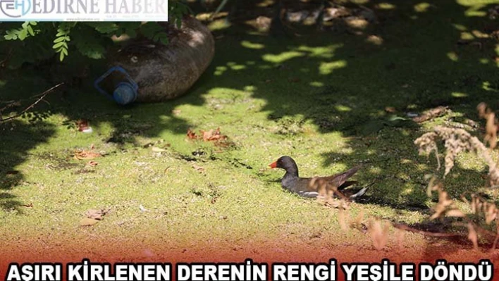 Edirne'de aşırı kirlenen derenin rengi yeşile döndü