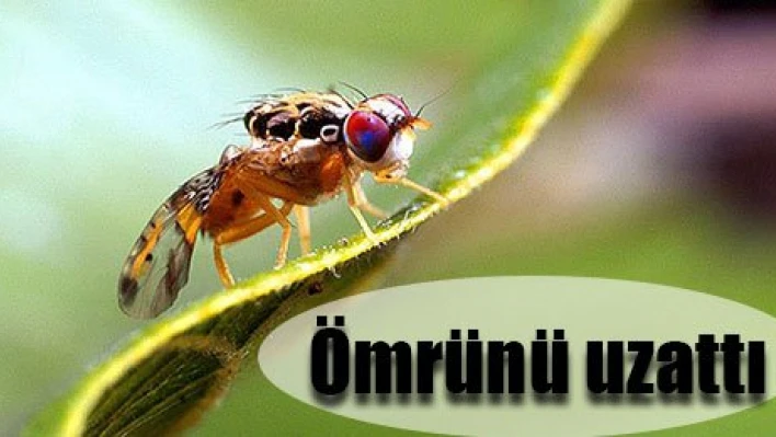  Ömrünü uzattı