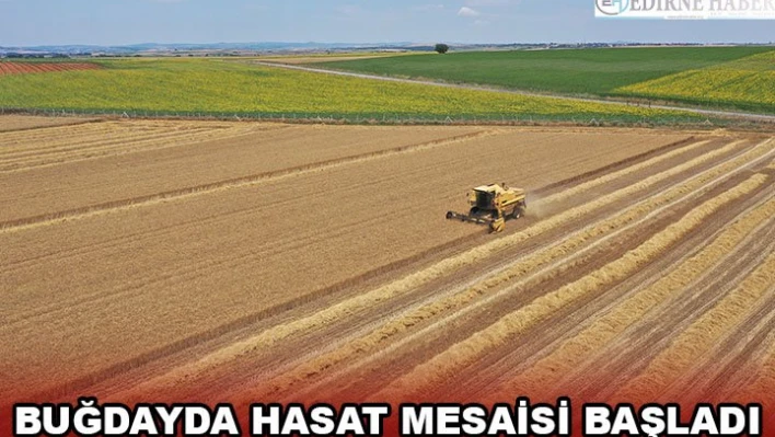 Buğdayda hasat mesaisi başladı