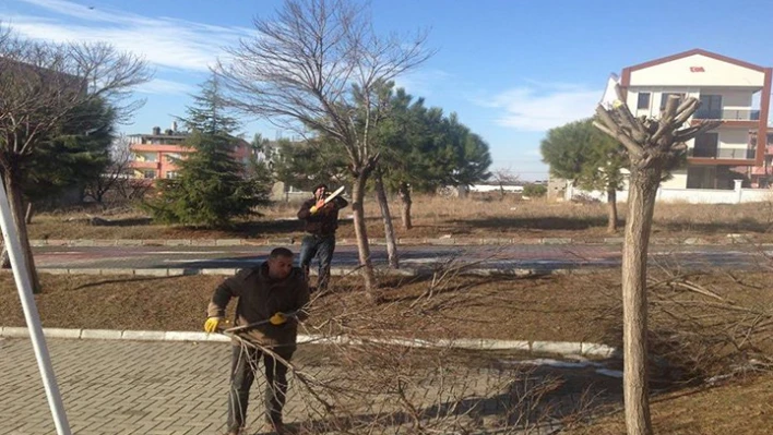 Ağaçlar budanıyor