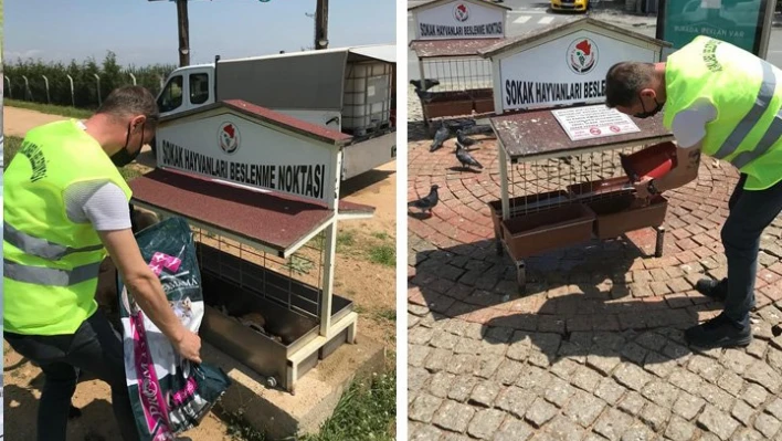 Kırklareli Belediyesinden sokak hayvanlarına mama desteği