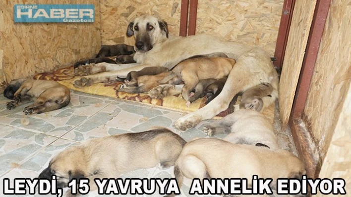 15 YAVRUYU BAĞRINA BASIYOR