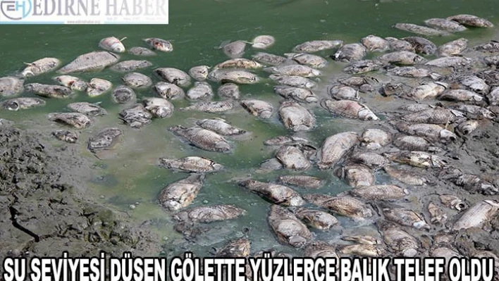 Oksijensiz kalan yüzlerce balık telef oldu