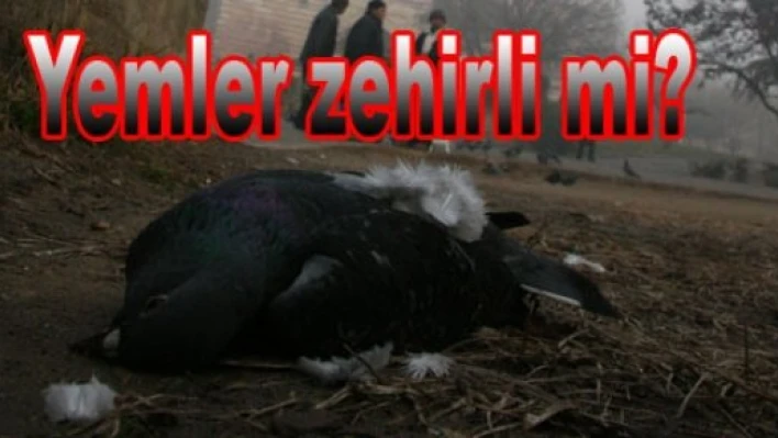 Güvercinler zehirlendi