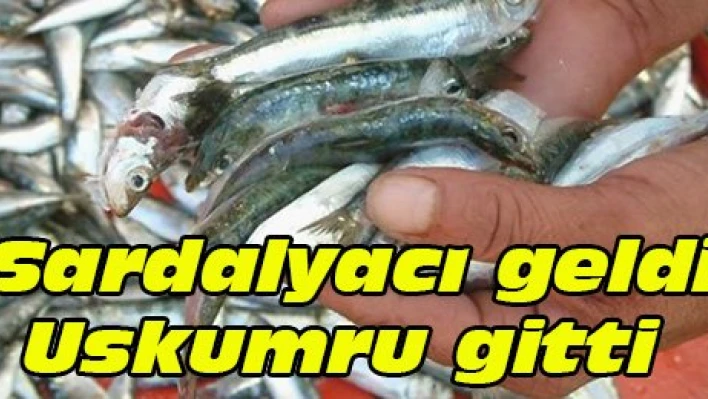 Sardalyacı geldi, Uskumru gitti