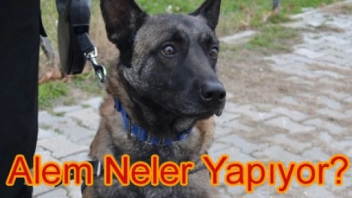 Alem çok alem