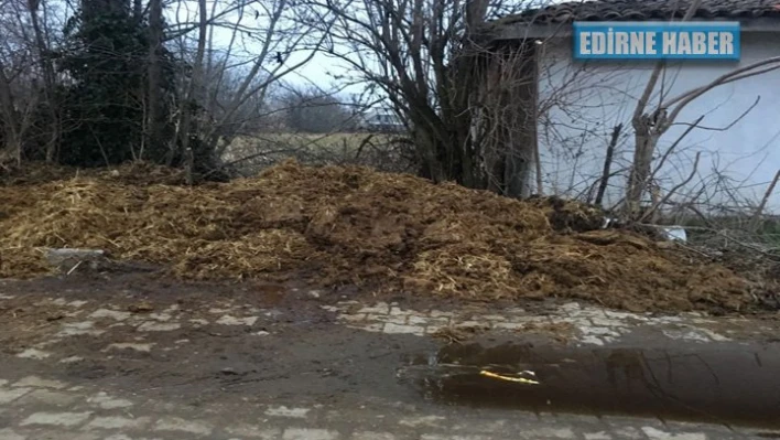 Sokaklar hayvan dışkısı doldu