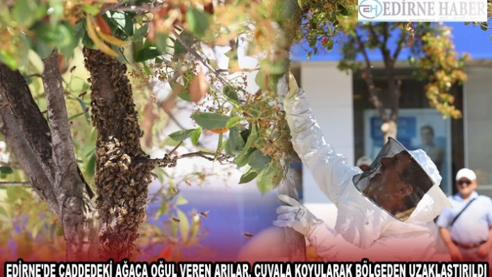EDİRNE'DE CADDEDEKİ AĞACA OĞUL VEREN ARILAR, ÇUVALA KOYULARAK BÖLGEDEN UZAKLAŞTIRILDI