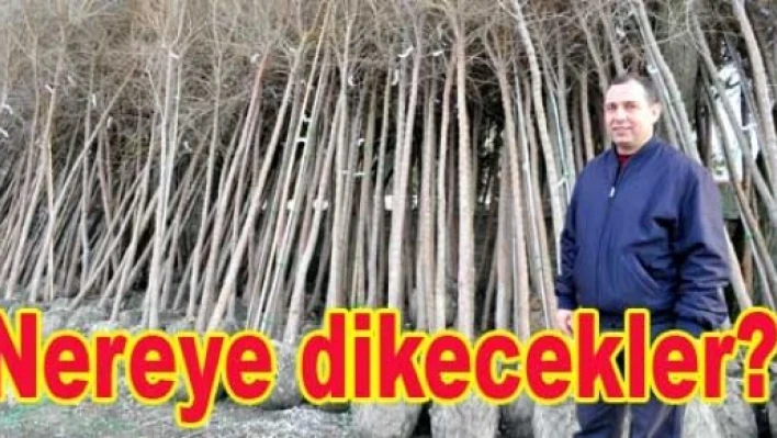 Karaağaç yoluna 250 adet Karaağaç
