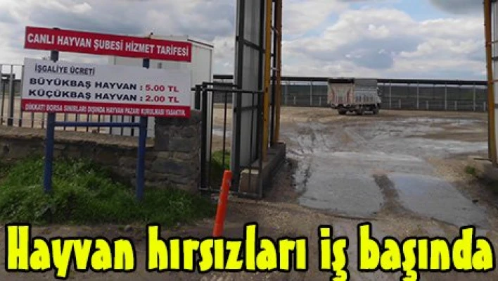 Hayvan hırsızları iş başında