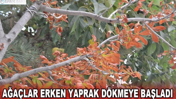 AĞAÇLAR ERKEN YAPRAK DÖKMEYE BAŞLADI
