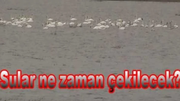 Tarlalar su altında