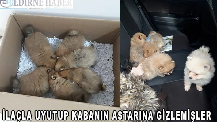 İlaçla uyutup kabanın astarına saklamışlar