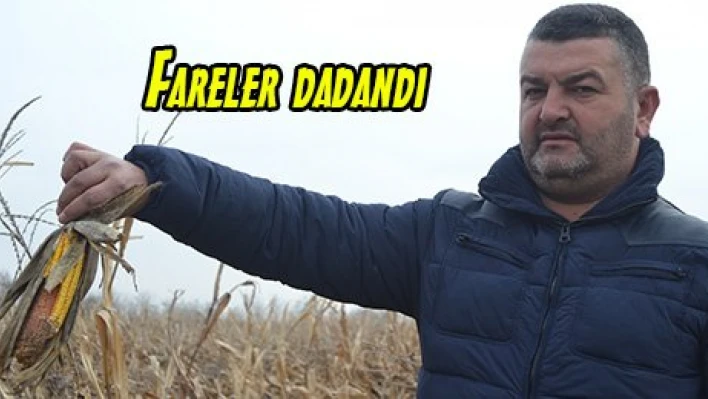Fareler dadandı