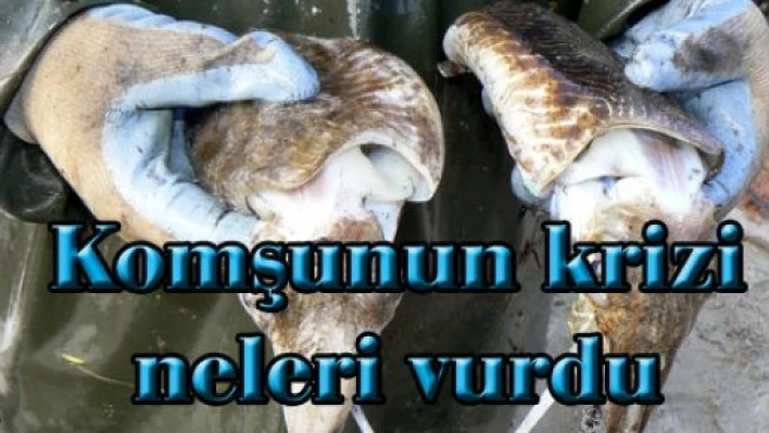  Mürekkep balıkları ne olacak?