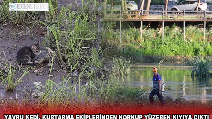 Yavru kedi, kurtarma ekiplerinden korkup yüzerek kıyıya çıktı