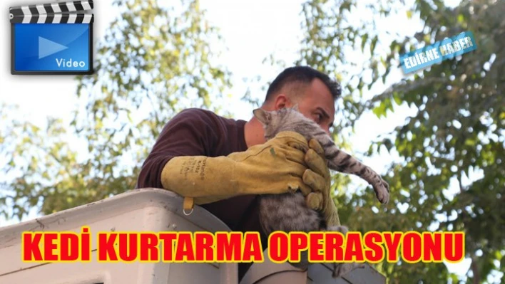 Kedi kurtarma operasyonu