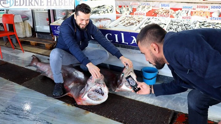 Köpek balıkları yoğun ilgi gördü