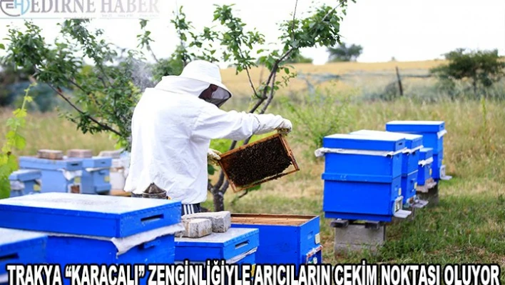 Trakya 'karaçalı' zenginliğiyle balda aroma isteyen arıcıların çekim noktası oluyor
