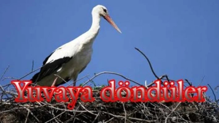 Leylekler geldi