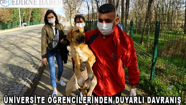 Üniversite öğrencileri sayesinde hasta ve bitkin yavru köpek bakıma alındı