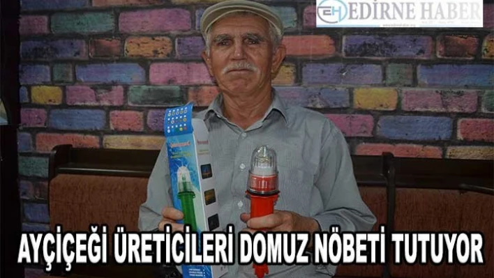 Keşan'da ayçiçeği üreticileri domuz nöbeti tutuyor