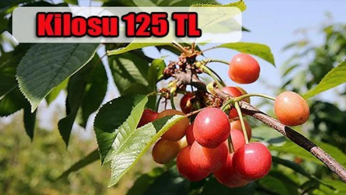 Kilosu 125 liradan satıldı