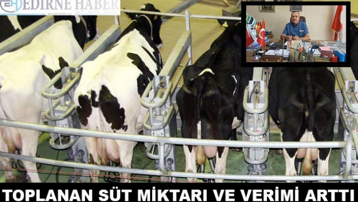 Toplanan süt miktarı ve verimi arttı