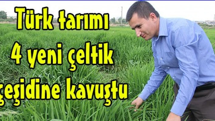 Türk tarımı 4 yeni çeltik çeşidine kavuştu