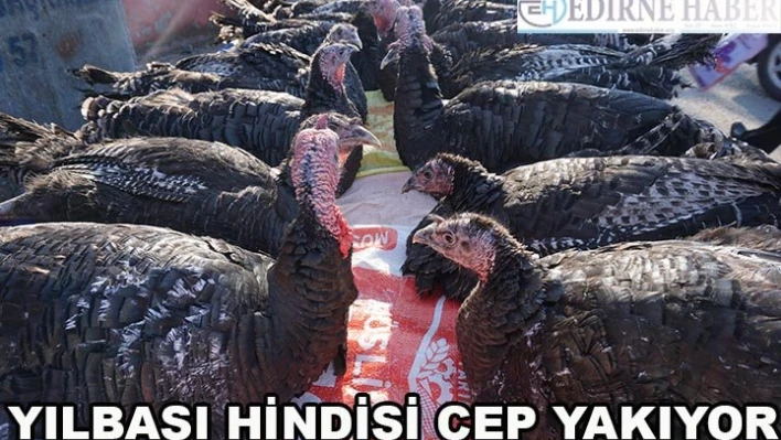 Yılbaşı hindisi cep yakıyor