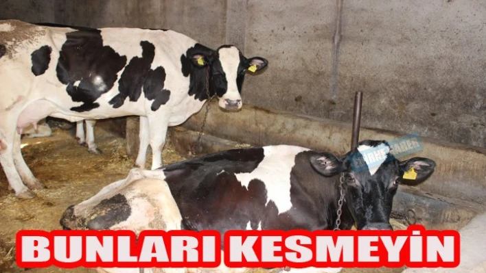 'Dişileri kurban etmeyin'