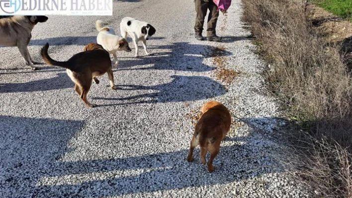 Edirne DKMP ekipleri sokak hayvanlarını besledi