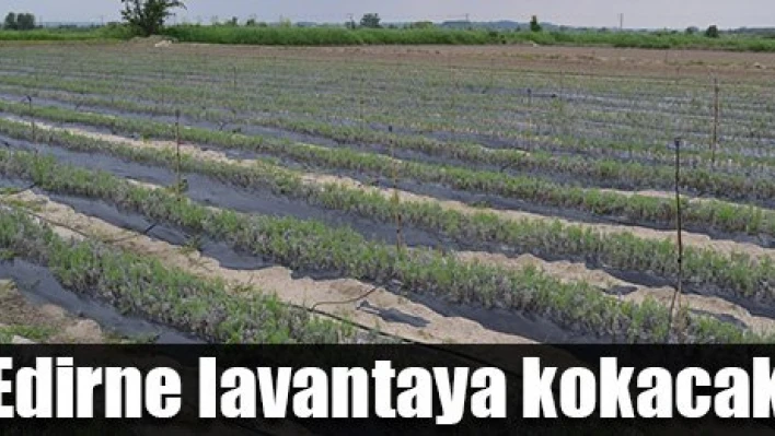Lavanta ekimi yapılacak