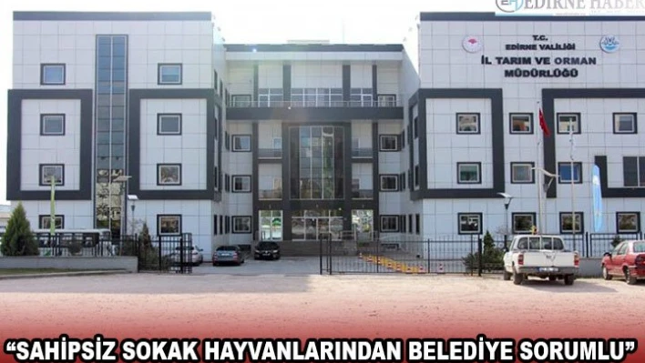 'Sahipsiz sokak hayvanlarından belediye sorumlu'