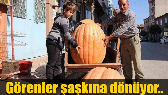 105 kiloluk kabak
