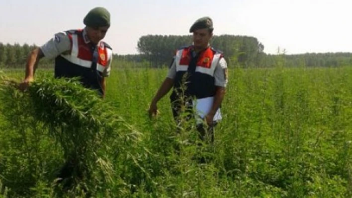  245 bin 600 kök Hint keneviri imha edildi