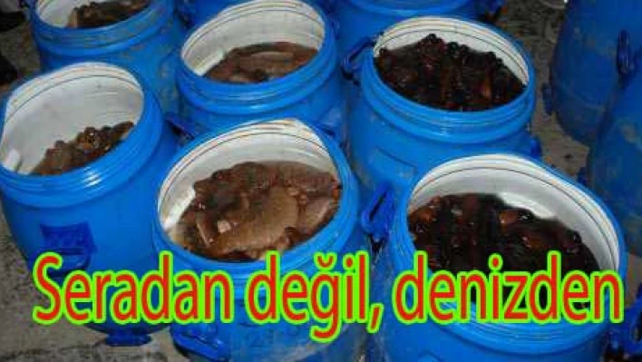 Midye bitti, sıra patlıcana geldi
