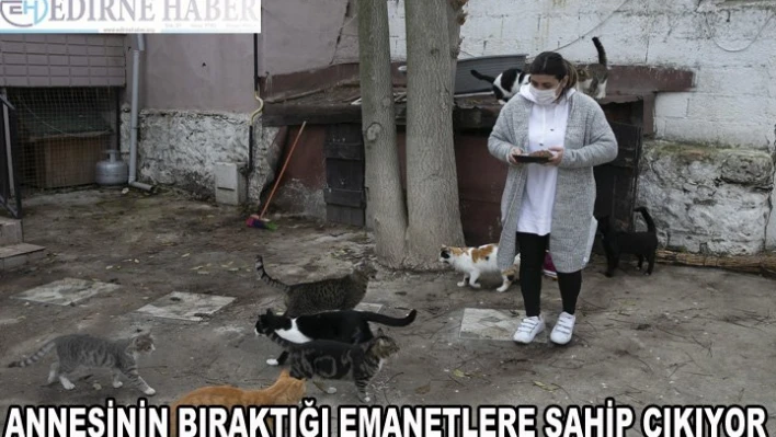 Vefat eden annesinden kalan sokak kedilerine sahip çıktı