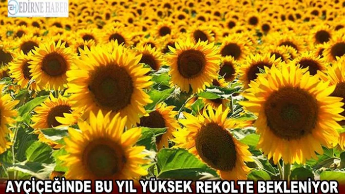 Ayçiçeğinde bu yıl yüksek rekolte bekleniyor