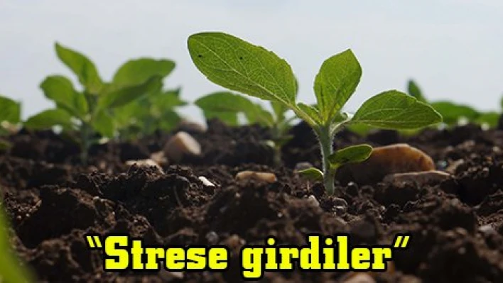 'Strese girdiler'