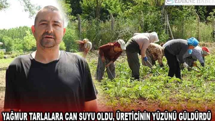 Yağmur tarlalara can suyu oldu, üreticinin yüzünü güldürdü