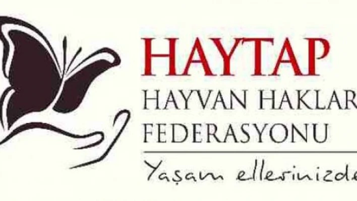  Sokak hayvanları için fotoğraf çekecekler