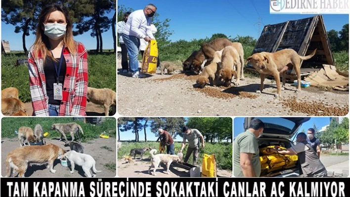 Tam kapanma sürecinde sokaktaki canlar aç kalmıyor