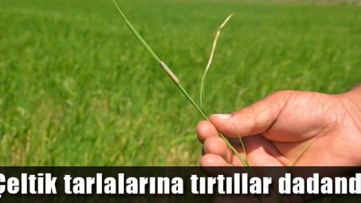 Çeltikçinin çilesi